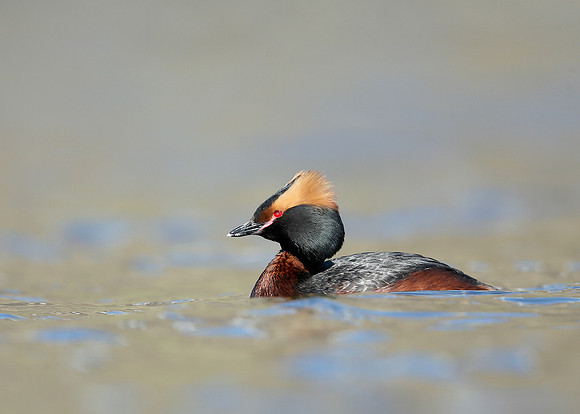 Slavonian Grebe Podiceps auritus