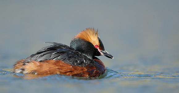 Slavonian Grebe Podiceps auritus