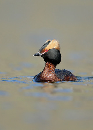 Slavonian Grebe Podiceps auritus