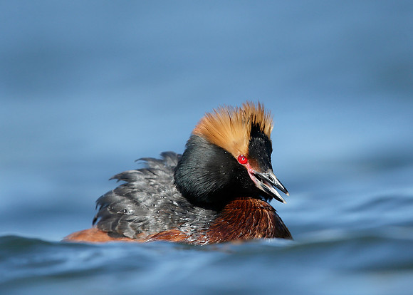 Slavonian Grebe Podiceps auritus