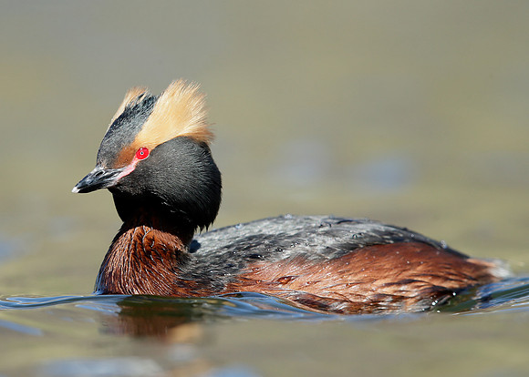 Slavonian Grebe Podiceps auritus