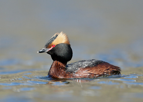 Slavonian Grebe Podiceps auritus