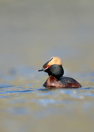 Slavonian Grebe Podiceps auritus