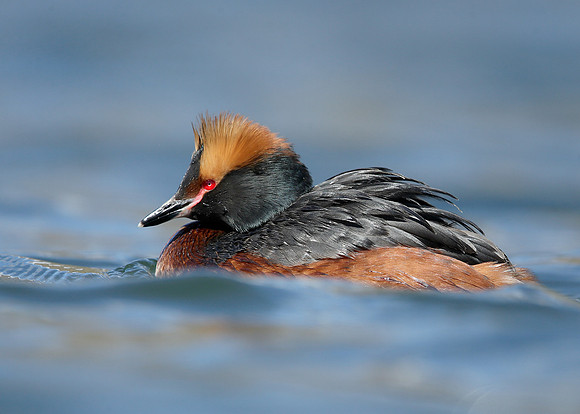 Slavonian Grebe Podiceps auritus