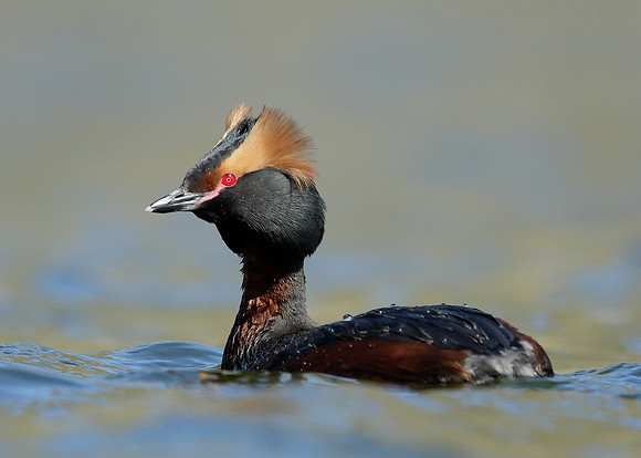 Slavonian Grebe Podiceps auritus