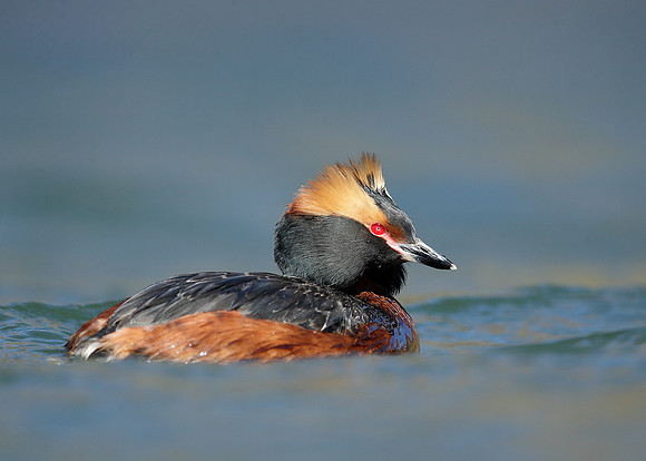 Slavonian Grebe Podiceps auritus