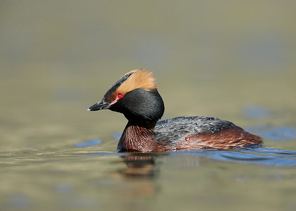 Slavonian Grebe Podiceps auritus