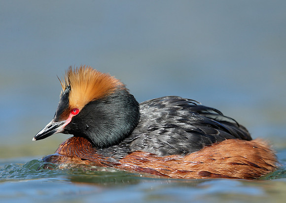 Slavonian Grebe Podiceps auritus