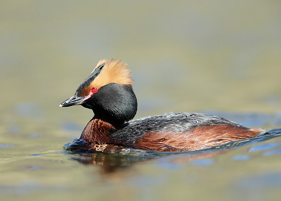 Slavonian Grebe Podiceps auritus