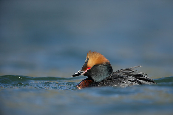 Slavonian Grebe Podiceps auritus