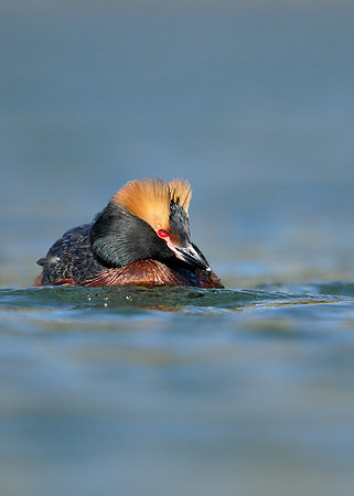 Slavonian Grebe Podiceps auritus