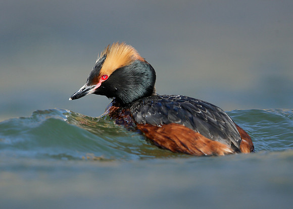 Slavonian Grebe Podiceps auritus