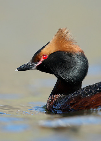 Slavonian Grebe Podiceps auritus
