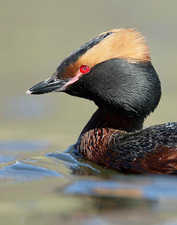 Slavonian Grebe Podiceps auritus