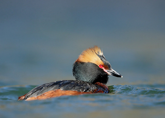 Slavonian Grebe Podiceps auritus