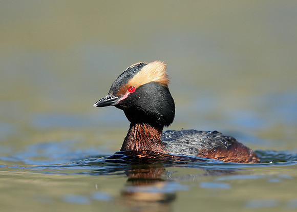 Slavonian Grebe Podiceps auritus