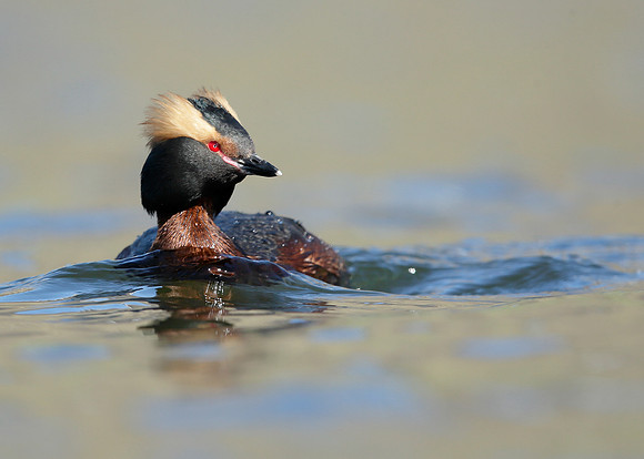 Slavonian Grebe Podiceps auritus
