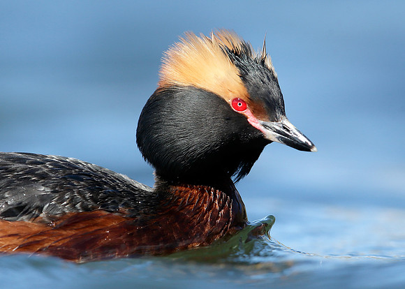 Slavonian Grebe Podiceps auritus