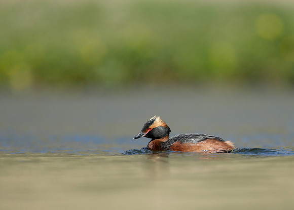 Slavonian Grebe Podiceps auritus
