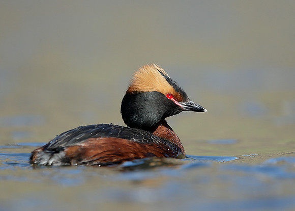 Slavonian Grebe Podiceps auritus