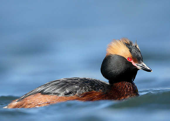 Slavonian Grebe Podiceps auritus