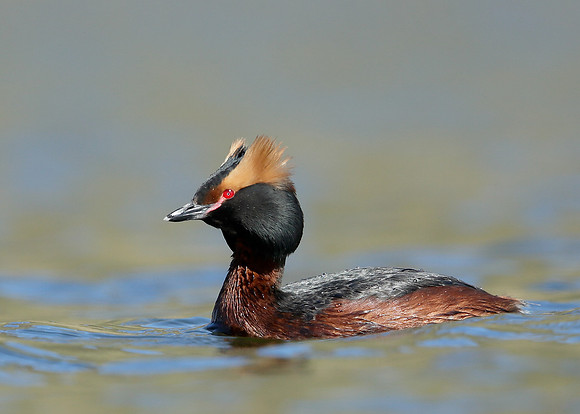 Slavonian Grebe Podiceps auritus