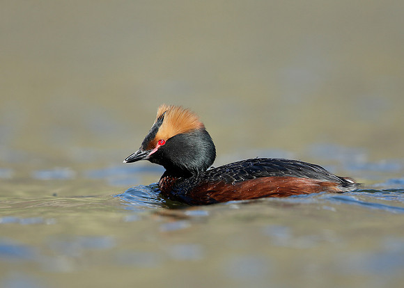 Slavonian Grebe Podiceps auritus