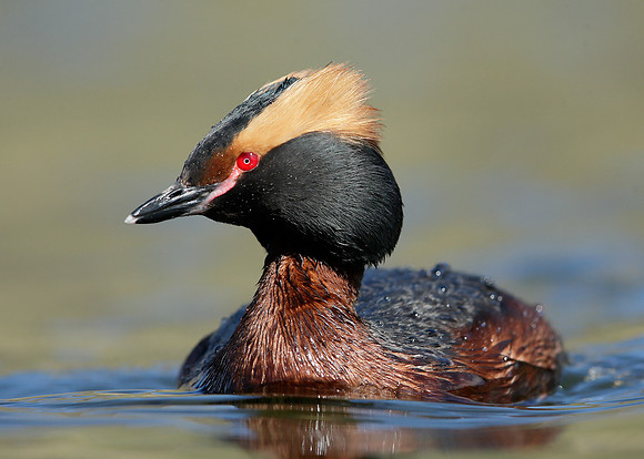 Slavonian Grebe Podiceps auritus