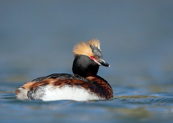 Slavonian Grebe Podiceps auritus