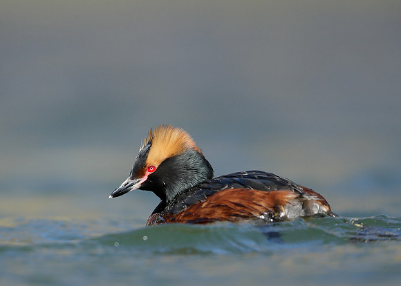 Slavonian Grebe Podiceps auritus