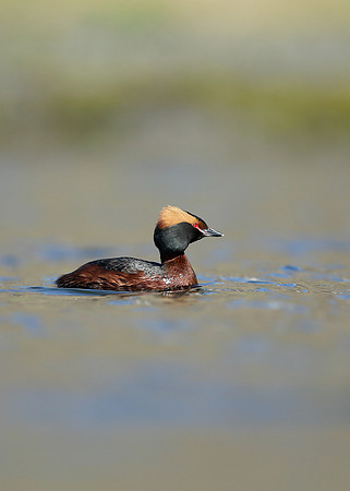 Slavonian Grebe Podiceps auritus