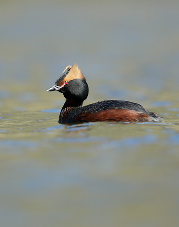 Slavonian Grebe Podiceps auritus