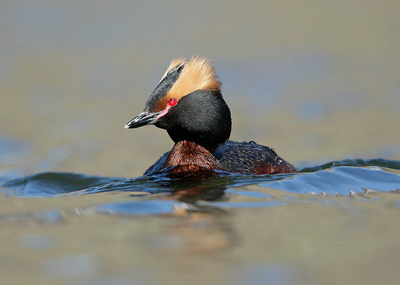 Slavonian Grebe Podiceps auritus