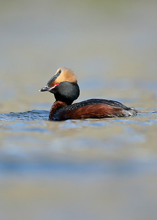 Slavonian Grebe Podiceps auritus