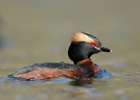 Slavonian Grebe Podiceps auritus