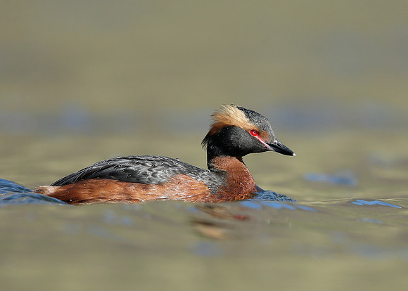 Slavonian Grebe Podiceps auritus