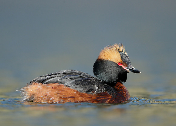 Slavonian Grebe Podiceps auritus
