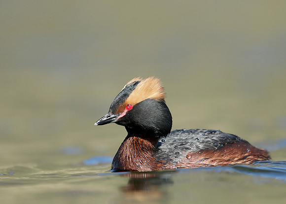 Slavonian Grebe Podiceps auritus