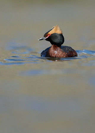 Slavonian Grebe Podiceps auritus
