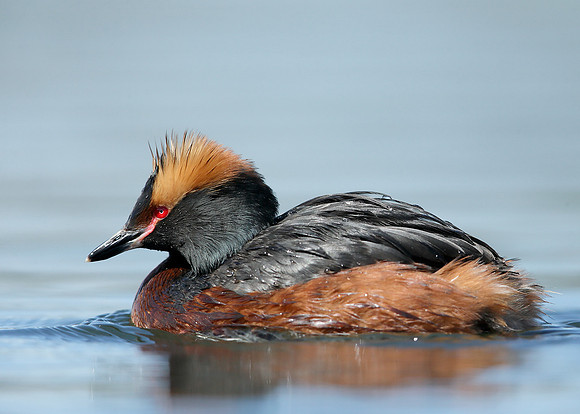 Slavonian Grebe Podiceps auritus