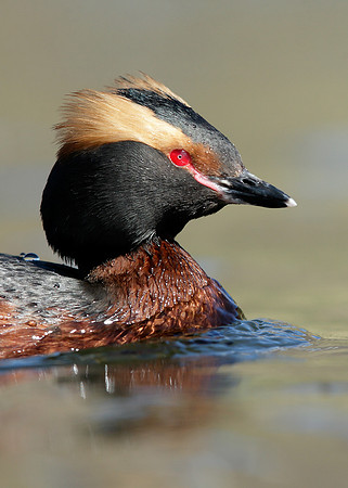Slavonian Grebe Podiceps auritus