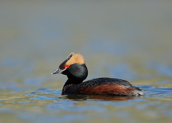 Slavonian Grebe Podiceps auritus