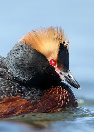 Slavonian Grebe Podiceps auritus
