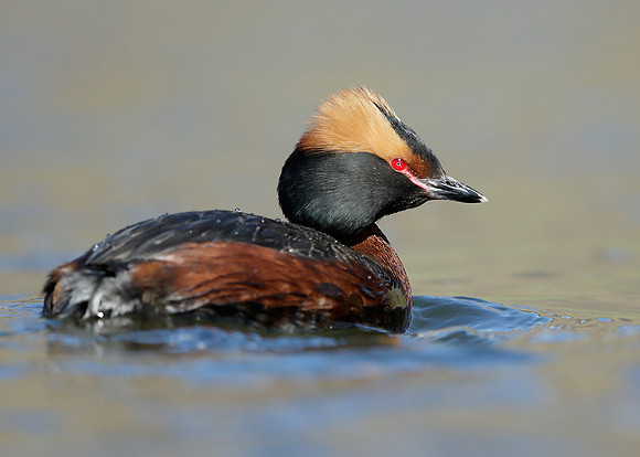 Slavonian Grebe Podiceps auritus