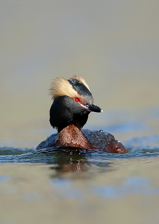 Slavonian Grebe Podiceps auritus