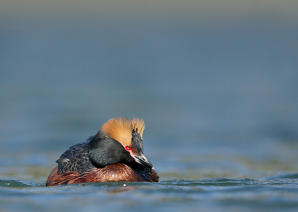 Slavonian Grebe Podiceps auritus