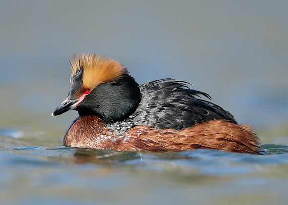 Slavonian Grebe Podiceps auritus