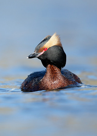 Slavonian Grebe Podiceps auritus