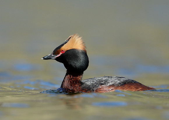 Slavonian Grebe Podiceps auritus