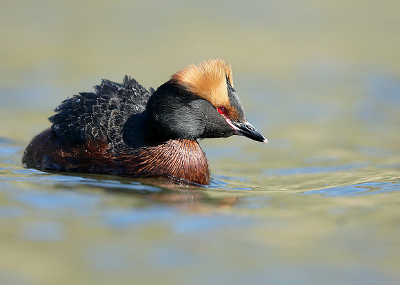 Slavonian Grebe Podiceps auritus